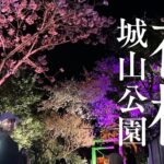 【桜の名所】城山公園の夜桜