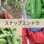 【春の味覚】スナップエンドウの収穫&保存&食べ方までまるっと紹介！