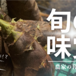 【春の恵み】竹林でニョキニョキ！たけのこの収穫から販売・保存・調理までリアルレポート
