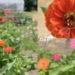 百日草（ひゃくにちそう）ってどんな花？