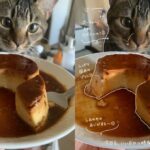 ChatGPTで手書き風加工！ボンジンイカさんプロンプト体験