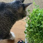 猫が豆苗をつまみ食いしてしまった！ これって大丈夫なの！？と一瞬ヒヤッとした話。